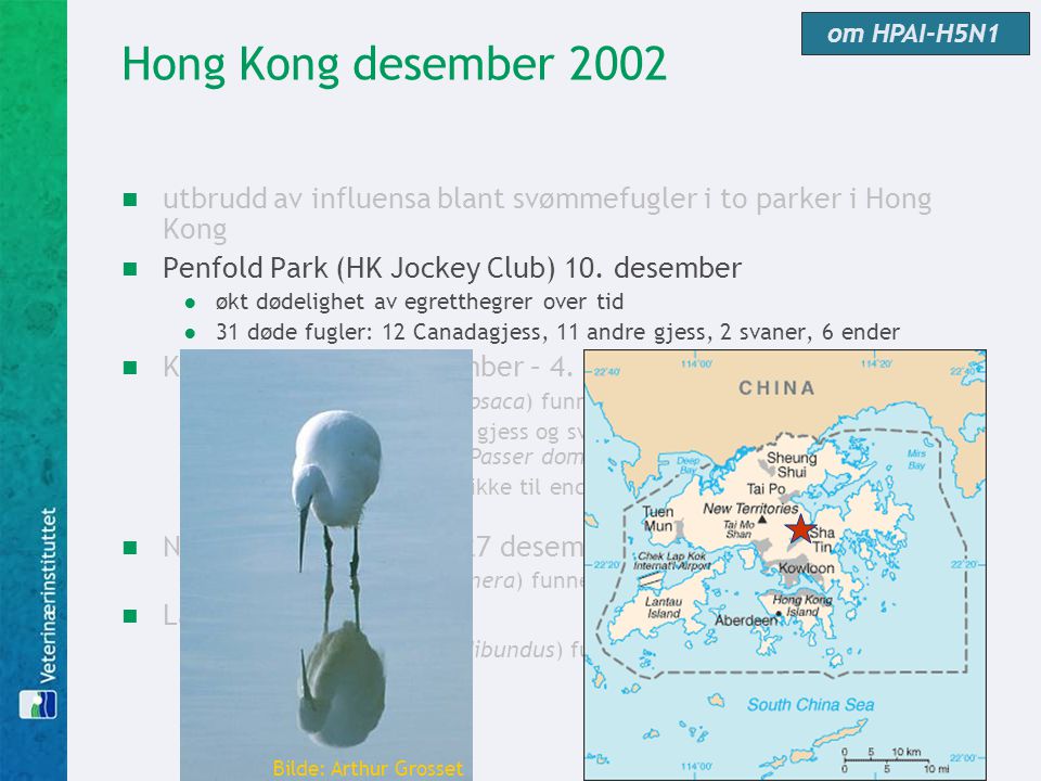 om HPAI-H5N1 Hong Kong desember utbrudd av influensa blant svømmefugler i to parker i Hong Kong.
