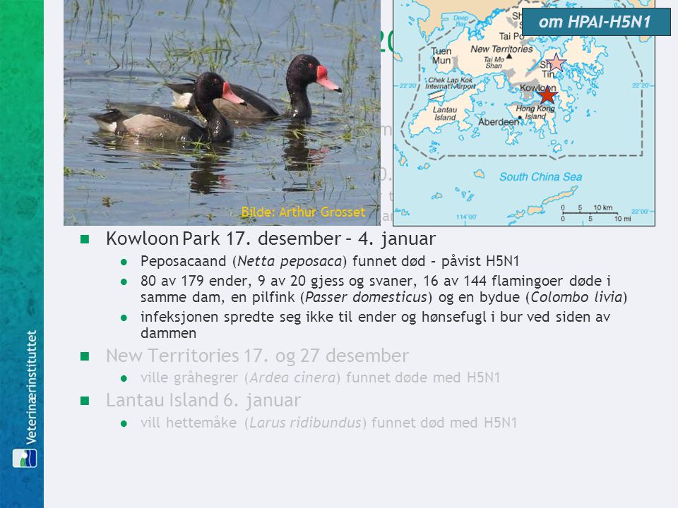 om HPAI-H5N1 Hong Kong desember utbrudd av influensa blant svømmefugler i to parker i Hong Kong.