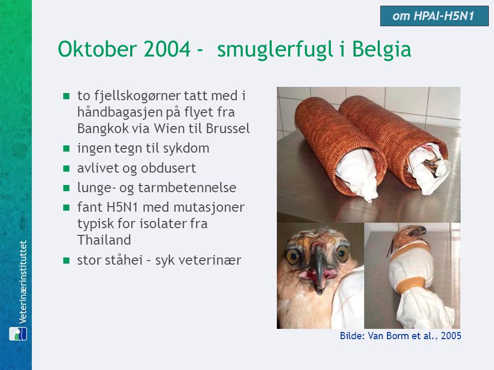 Oktober smuglerfugl i Belgia