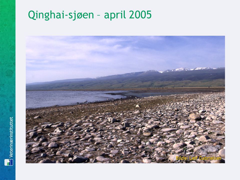 Qinghai-sjøen – april 2005 Bilde: Leif Gabrielsen