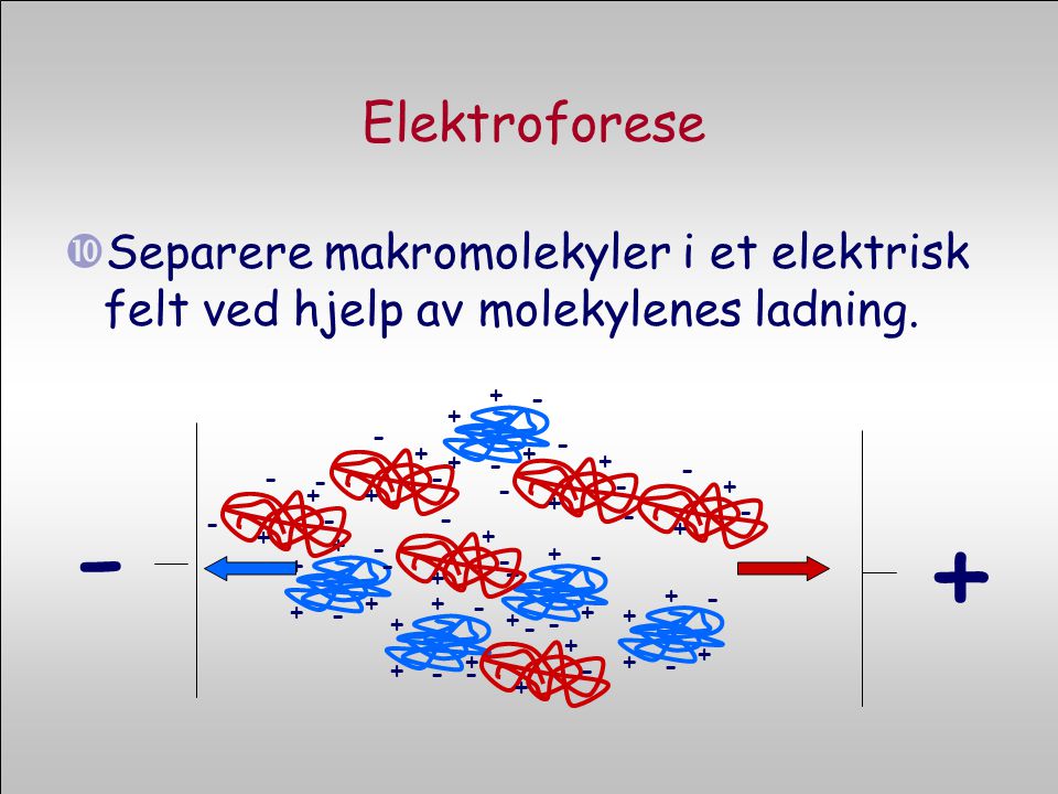 Elektroforese Separere makromolekyler i et elektrisk felt ved hjelp av molekylenes ladning