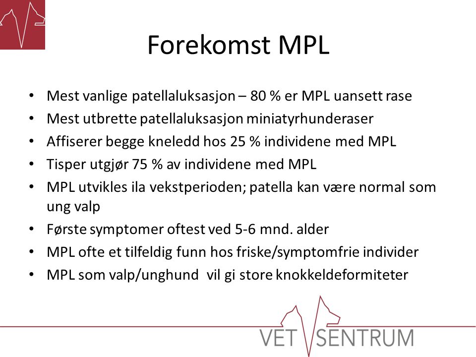 Forekomst MPL Mest vanlige patellaluksasjon – 80 % er MPL uansett rase