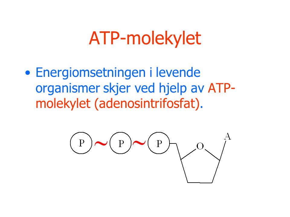 ATP-molekylet Energiomsetningen i levende organismer skjer ved hjelp av ATP-molekylet (adenosintrifosfat).