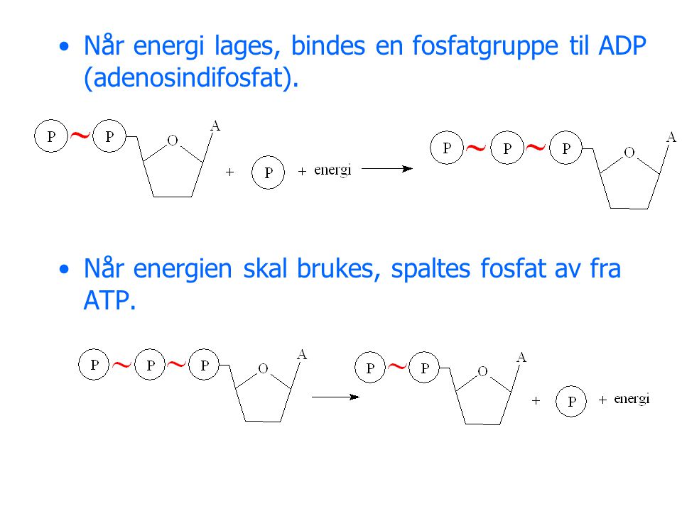 Når energi lages, bindes en fosfatgruppe til ADP (adenosindifosfat).