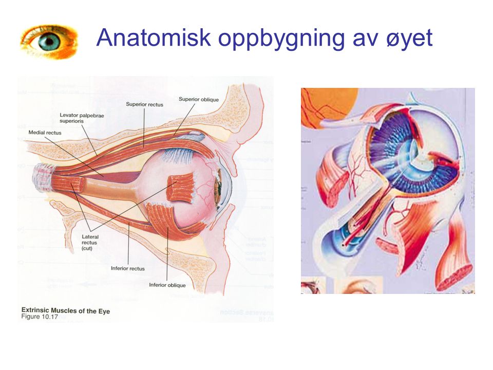 Anatomisk oppbygning av øyet
