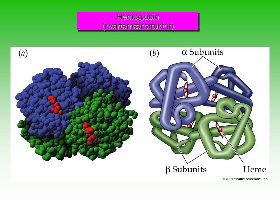 Hemoglobin (kvarternær struktur)