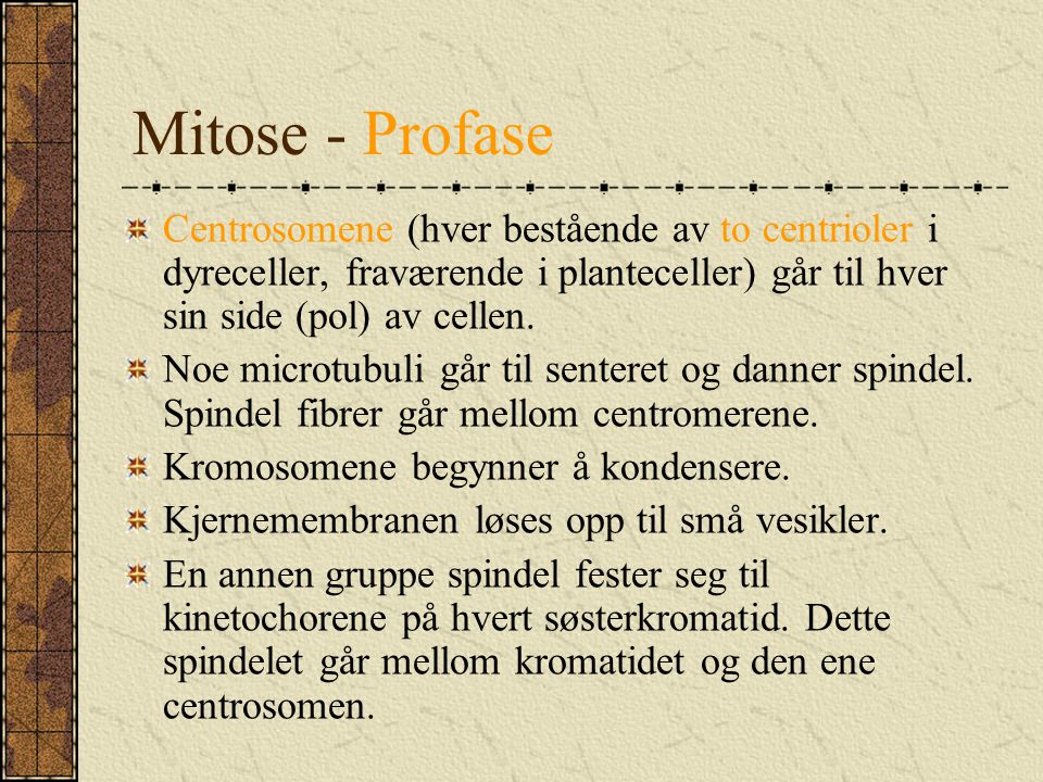 Mitose - Profase Centrosomene (hver bestående av to centrioler i dyreceller, fraværende i planteceller) går til hver sin side (pol) av cellen.