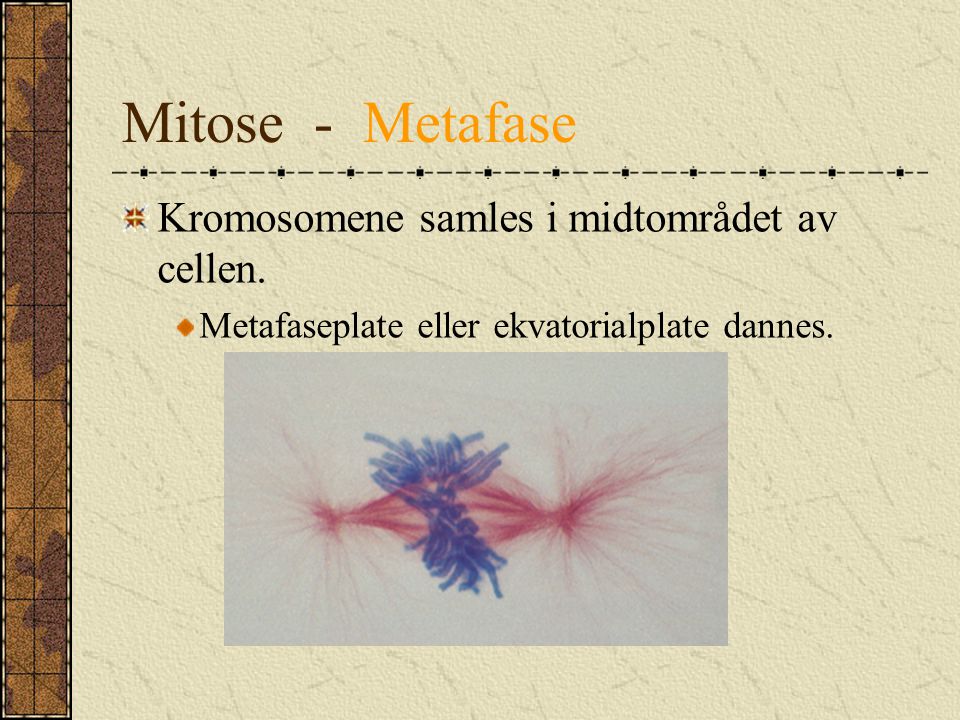 Mitose - Metafase Kromosomene samles i midtområdet av cellen.