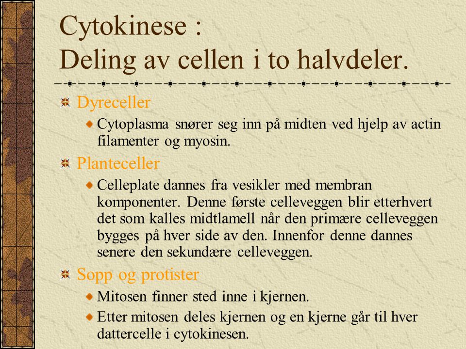 Cytokinese : Deling av cellen i to halvdeler.