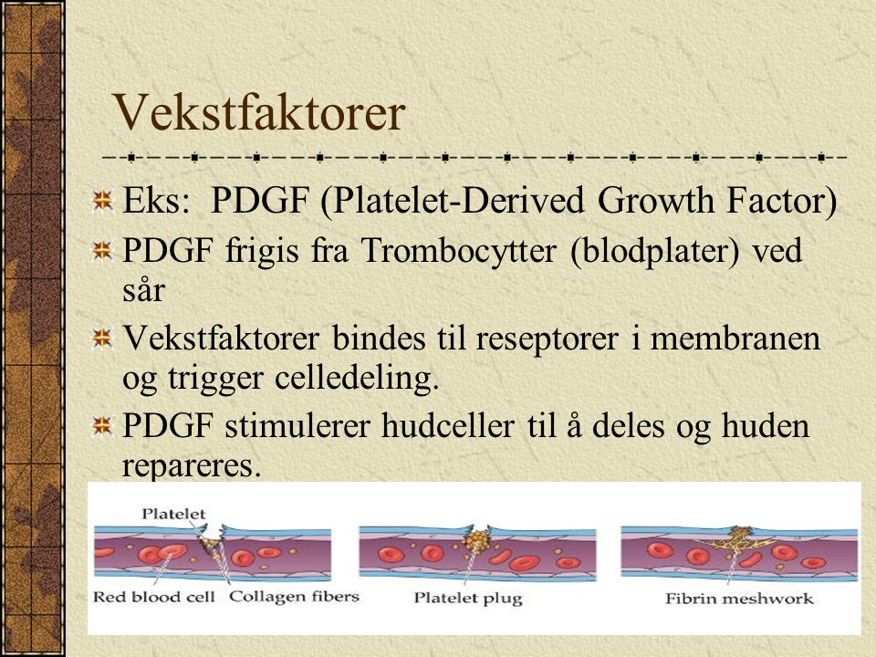 Vekstfaktorer Eks: PDGF (Platelet-Derived Growth Factor)