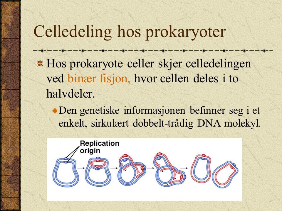 Celledeling hos prokaryoter