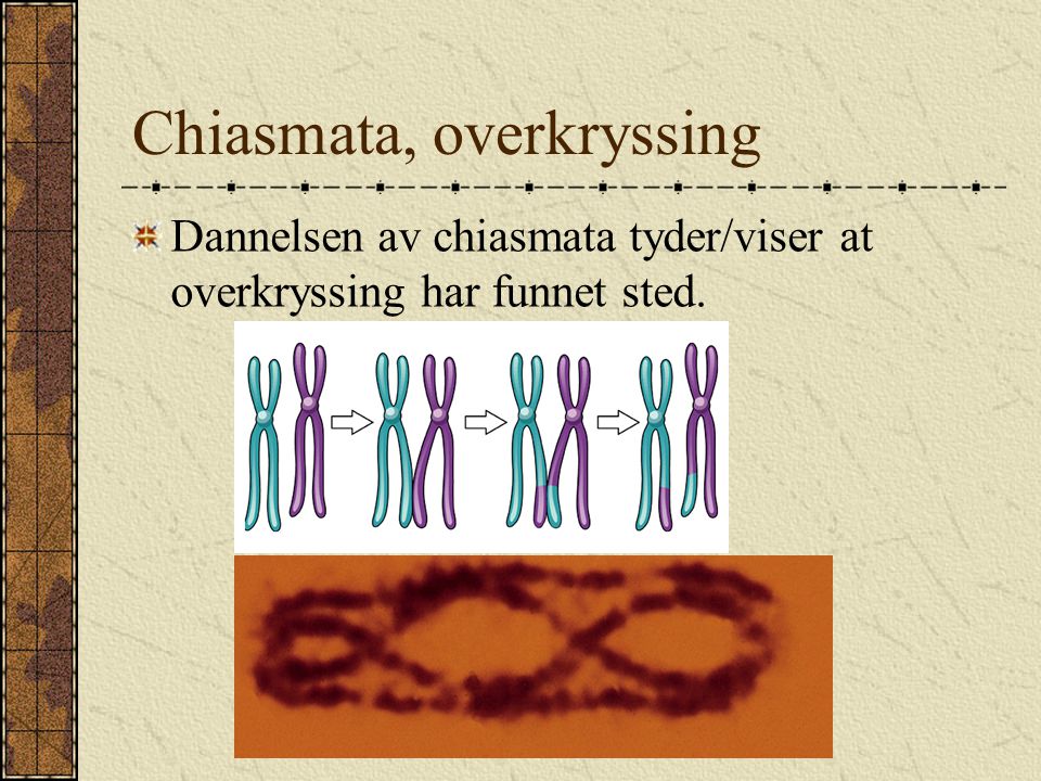 Chiasmata, overkryssing