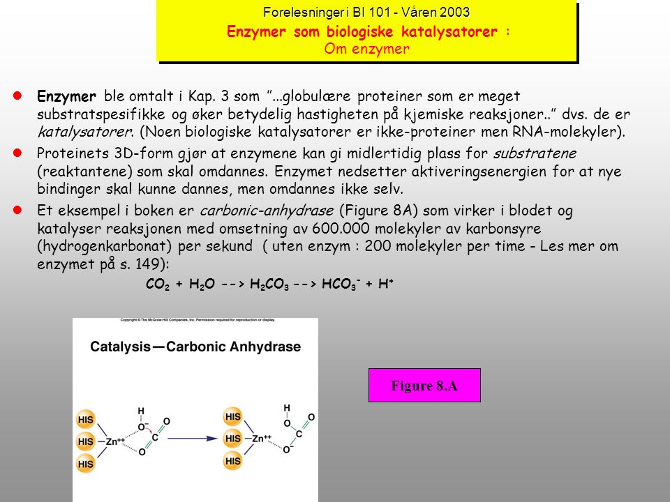 Forelesninger i BI Våren 2003 Enzymer som biologiske katalysatorer : Om enzymer