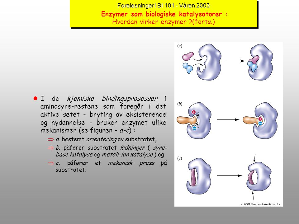 Forelesninger i BI Våren 2003 Enzymer som biologiske katalysatorer : Hvordan virker enzymer (forts.)