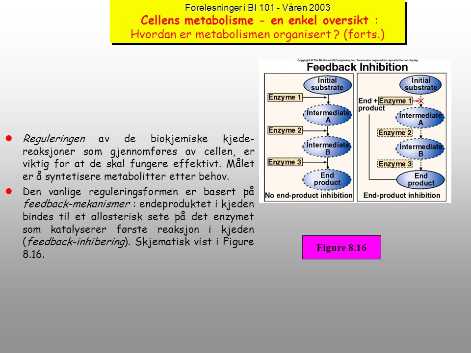 Forelesninger i BI Våren 2003 Cellens metabolisme - en enkel oversikt : Hvordan er metabolismen organisert (forts.)