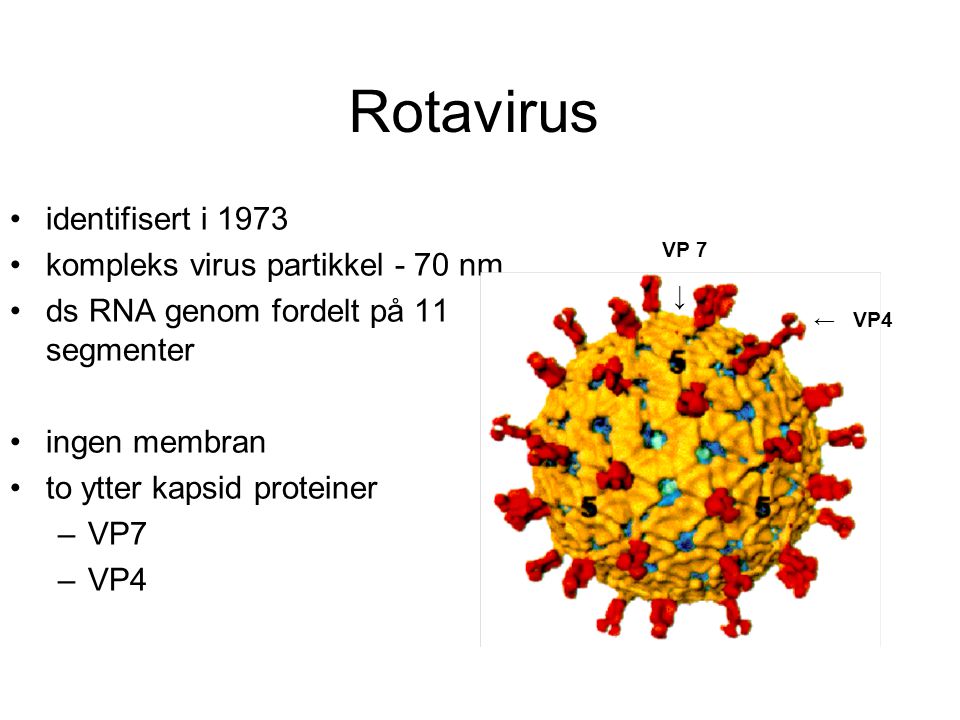 Rotavirus identifisert i 1973 kompleks virus partikkel - 70 nm