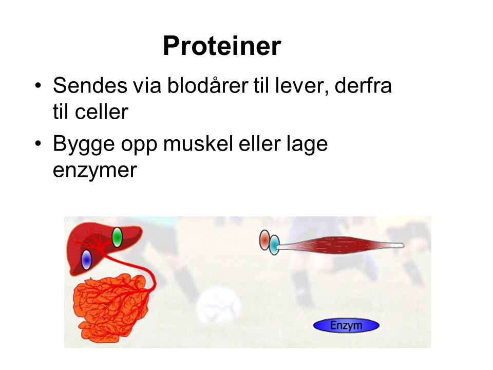 Proteiner Sendes via blodårer til lever, derfra til celler