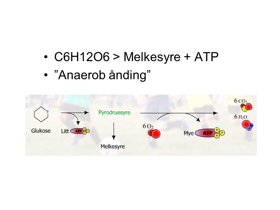 C6H12O6 > Melkesyre + ATP