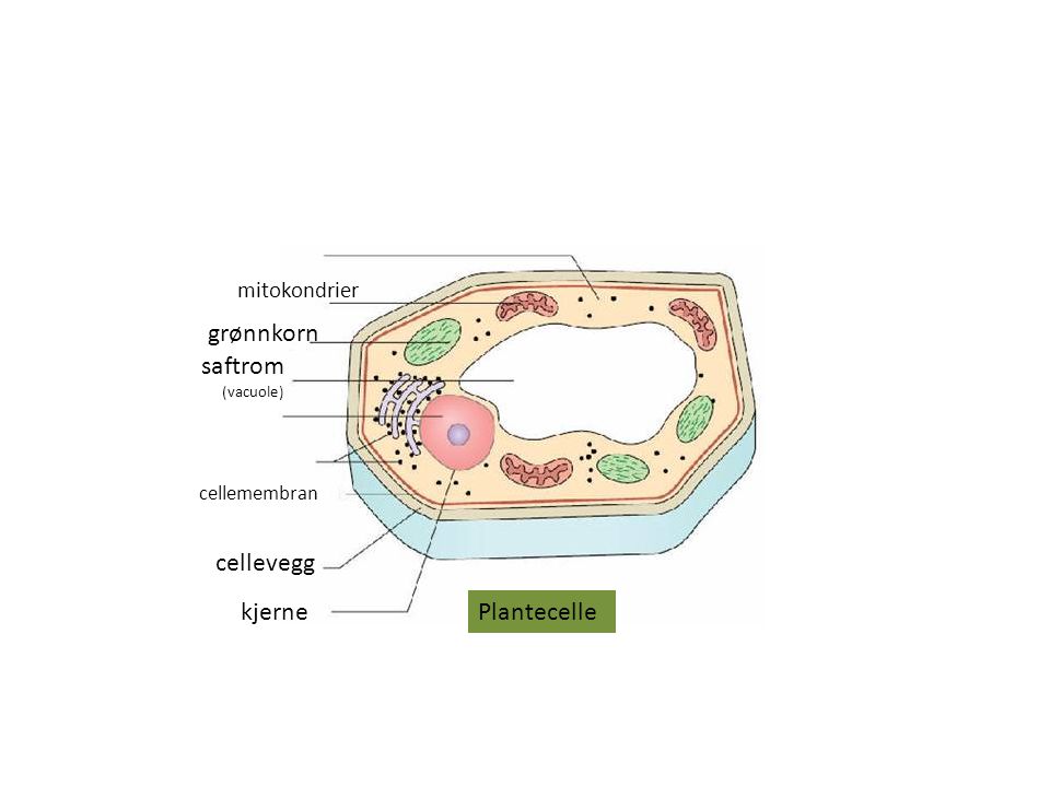 grønnkorn saftrom cellevegg kjerne Plantecelle mitokondrier