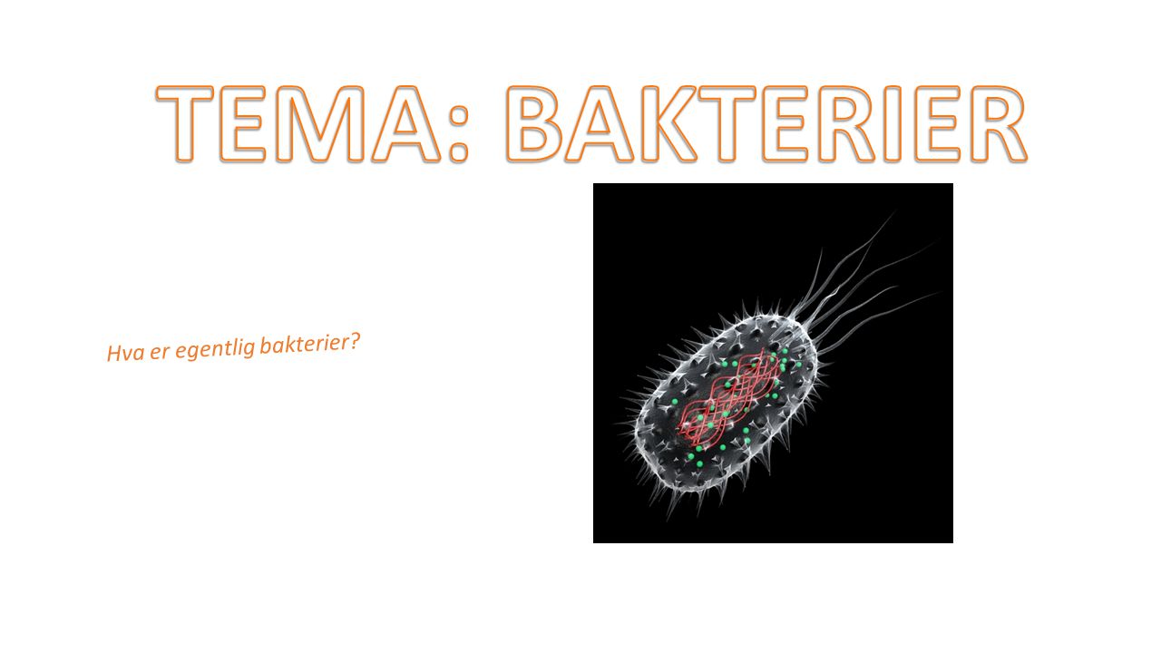 TEMA: BAKTERIER Hva er egentlig bakterier