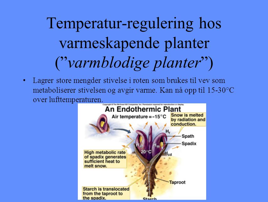 Temperatur-regulering hos varmeskapende planter ( varmblodige planter )