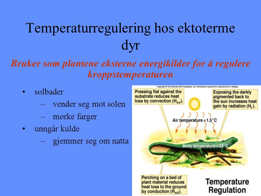Temperaturregulering hos ektoterme dyr