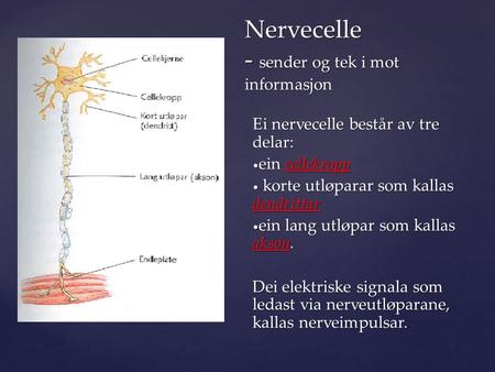 { Nervecelle - sender og tek i mot informasjon Nervecelle - sender og tek i mot informasjon Ei nervecelle består av tre delar: ein cellekropp ein cellekropp.