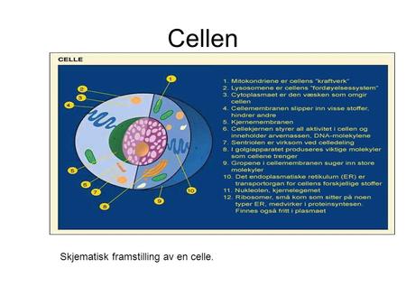 Cellen                                                                        Skjematisk framstilling av en celle.