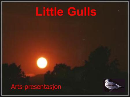 Little Gulls Arts-presentasjon.