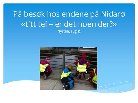 På besøk hos endene på Nidarø «titt tei – er det noen der?» Nystua, aug 12.