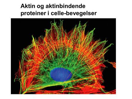 Aktin og aktinbindende proteiner i celle-bevegelser