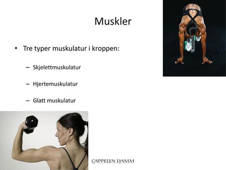 Muskler Tre typer muskulatur i kroppen: Skjelettmuskulatur