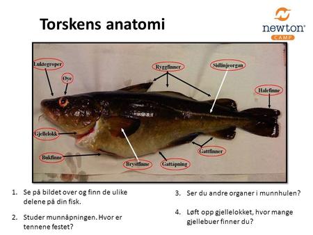 Torskens anatomi Se på bildet over og finn de ulike delene på din fisk. Studer munnåpningen. Hvor er tennene festet? Ser du andre organer i munnhulen?