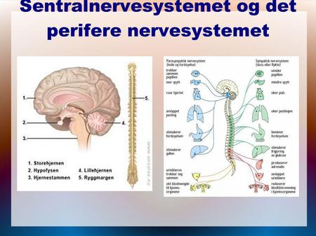 Sentralnervesystemet og det perifere nervesystemet