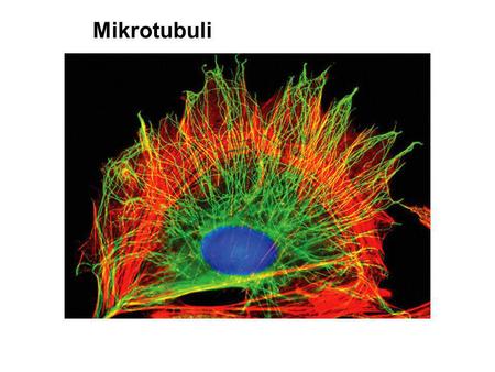 Mikrotubuli.