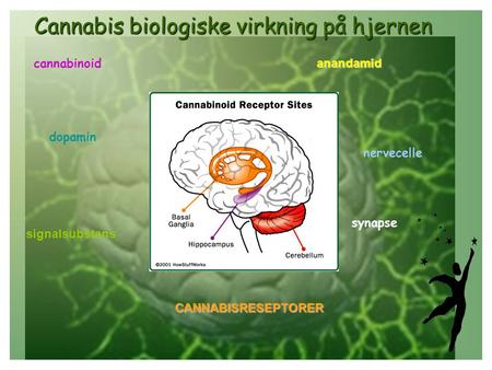 Cannabis biologiske virkning på hjernen