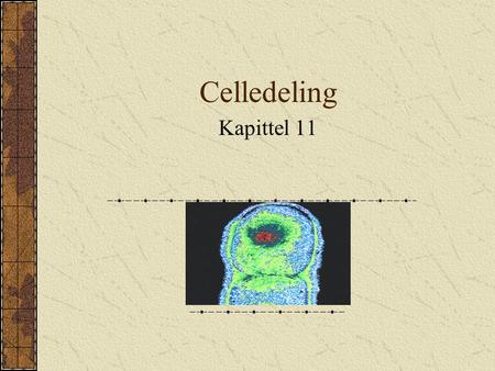 Celledeling Kapittel 11.