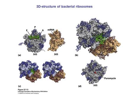 3D-structure of bacterial ribsoomes. Components required for protein-synthesis in E. coli.