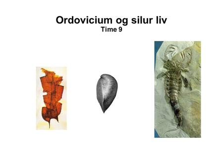 Ordovicium og silur liv Time 9