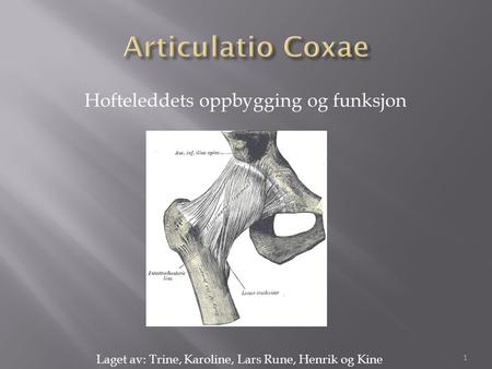 Articulatio Coxae Hofteleddets oppbygging og funksjon