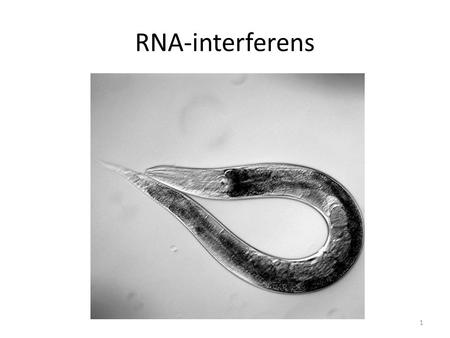 RNA-interferens.