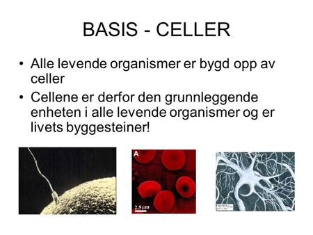 BASIS - CELLER Alle levende organismer er bygd opp av celler