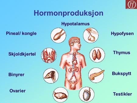 Hormonproduksjon Hypotalamus Pineal/ kongle Hypofysen Thymus