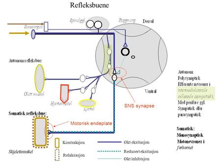 Refleksbuene SNS synapse Motorisk endeplate Kontraksjon Økt eksitasjon