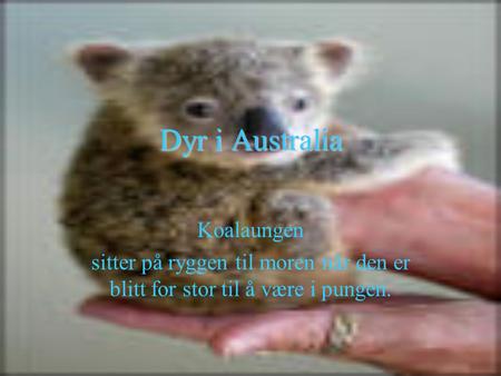 Dyr i Australia Koalaungen
