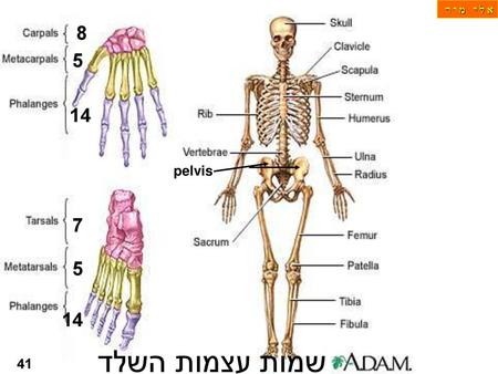 א ל י מ ו ר 8 5 14 pelvis 7 5 14 שמות עצמות השלד 41.