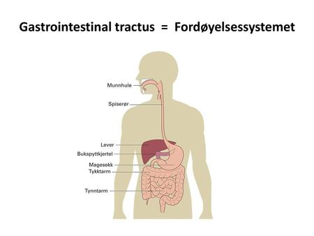 Gastrointestinal tractus  =  Fordøyelsessystemet