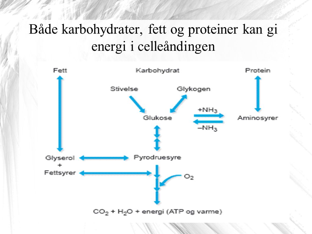 Både karbohydrater, fett og proteiner kan gi energi i celleåndingen