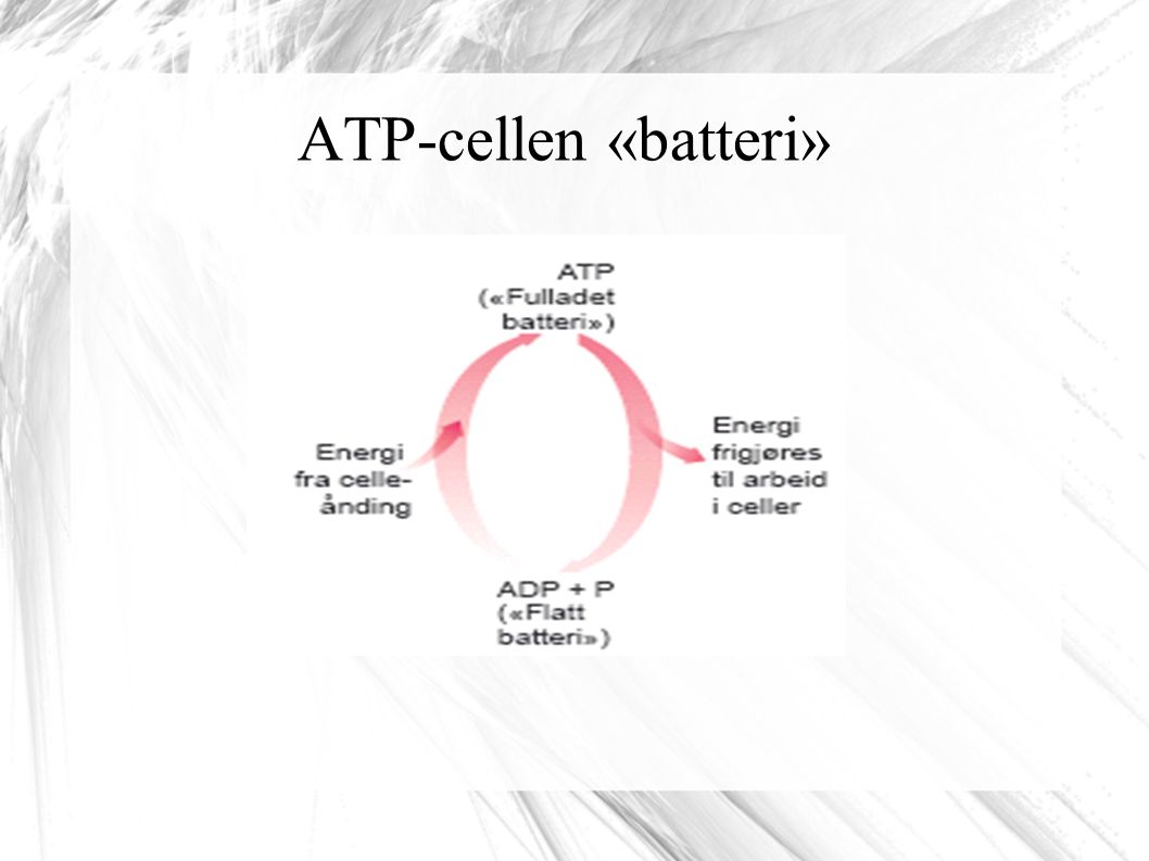 ATP-cellen «batteri»