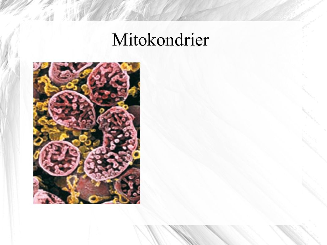 Mitokondrier